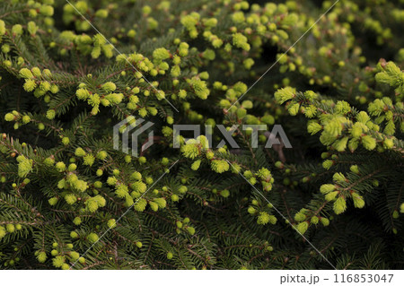 Spruce spring fruit. spring-harvested spruce tips have been used by the west coast's indigenous peoples as tea, medicine Spruce spring fruit. spring-harvested spruce tips have been used by the west coast's indigenous peoples as tea, medicine 116853047
