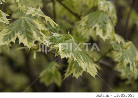 Green and white foliage of Norway Maple 'Drummondii' - Acer platanoides Variegata. Close up of maple leaves Green and white foliage of Norway Maple 'Drummondii' - Acer platanoides Variegata. Close up of maple leaves 116853053