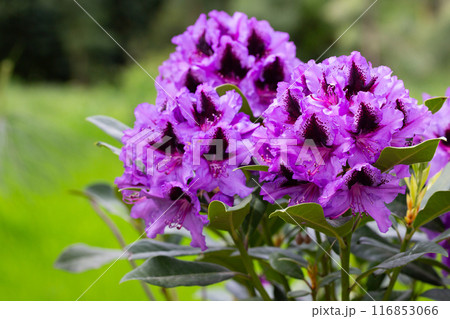Purple Rhododendron spring flowers in bright daylight selective focus 116853066