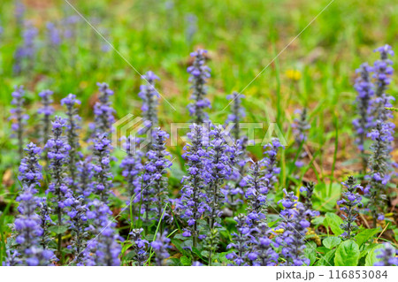 close up shot of blue flowers of Ajuga reptans Atropurpurea in spring close up shot of blue flowers of Ajuga reptans Atropurpurea in spring 116853084
