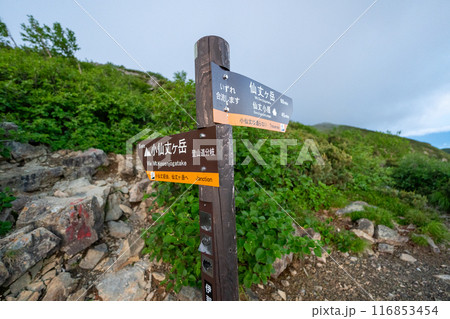 北沢峠から仙丈ヶ岳への登山道 北沢峠から仙丈ヶ岳への登山道 116853454