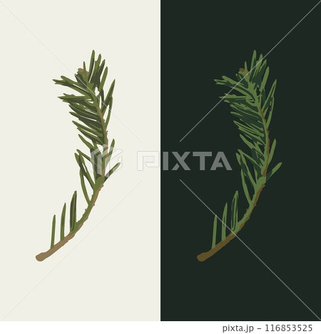 Spruce tree small branch on white, dark background. Fir twig with green needles. Image trace, cleaned and simplified illustration. Realistic style. Not AI. Spruce tree small branch on white, dark background. Fir twig with green needles. Image trace, cleaned and simplified illustration. Realistic style. Not AI. 116853525