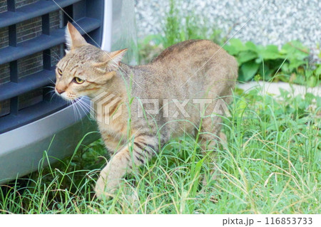 見つめる野良猫 116853733