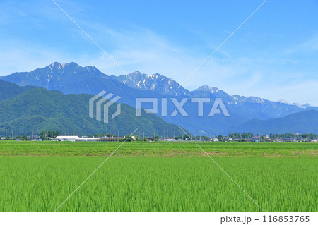 夏の北アルプス後立山連峰 夏の北アルプス後立山連峰 116853765