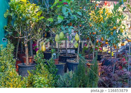 Lemon Tree Plants Pots 116853879
