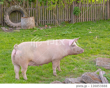 Big Pig at Grass 116853888