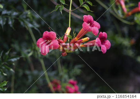 The red-orange flower of the millin plant (Camsis Lour). 116854164