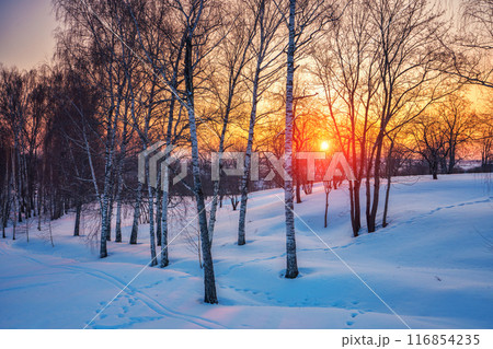 Colorful winter sunset in the park Colorful winter sunset in the park 116854235