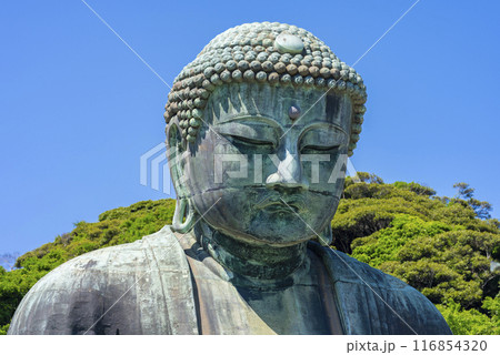 鎌倉大仏 鎌倉大仏 116854320