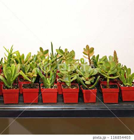 Succulents in Pots 116854403