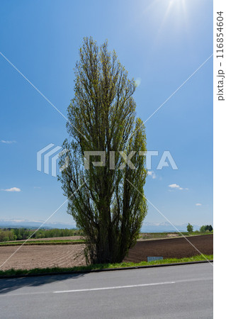 ケンとメリーの木 116854604