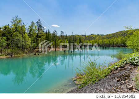 青い池 116854682