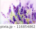 Floral background. Lavender flowers . Watercolor illustration. 116854862