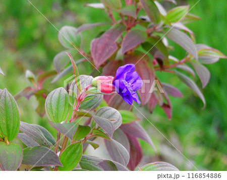 紫色の花が美しい花木シコンノボタン 紫色の花が美しい花木シコンノボタン 116854886