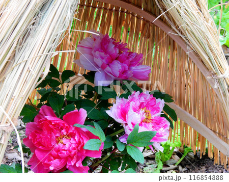 藁囲いの中で咲く大輪の濃いピンクの冬ぼたん 116854888