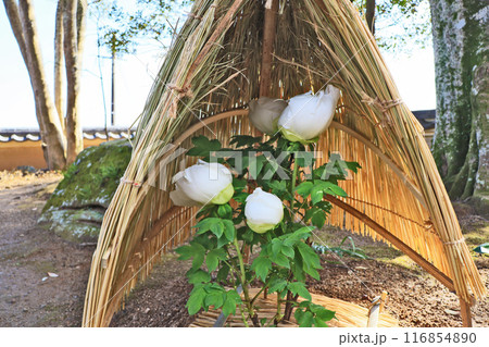 藁囲いの中で咲く大輪の白い冬ぼたん 116854890