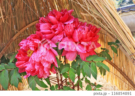 藁囲いの中で咲く大輪の濃いピンクの冬ぼたん 藁囲いの中で咲く大輪の濃いピンクの冬ぼたん 116854891