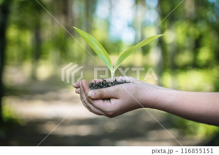 Sprout plant in hands. Agriculture, sustainable development, ecology concept. 116855151