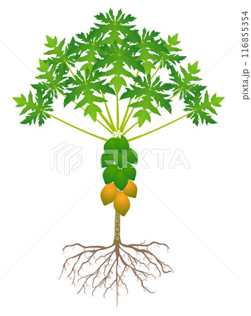 Papaya tree with roots and fruits isolated on white background. 116855354