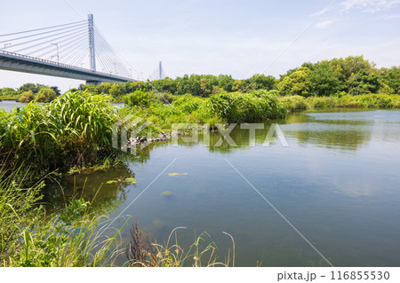 大阪の淀川、城北ワンドの風景 大阪の淀川、城北ワンドの風景 116855530