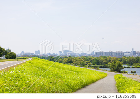 大阪の淀川、城北ワンドの風景 大阪の淀川、城北ワンドの風景 116855609