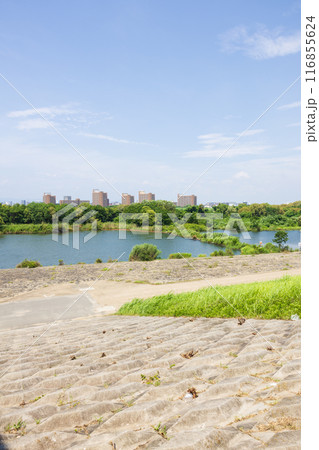 大阪の淀川、城北ワンドの風景 大阪の淀川、城北ワンドの風景 116855624