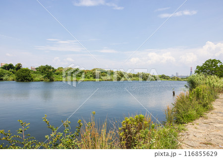 大阪の淀川、城北ワンドの風景 大阪の淀川、城北ワンドの風景 116855629