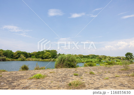 大阪の淀川、城北ワンドの風景 大阪の淀川、城北ワンドの風景 116855630