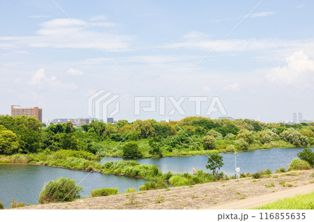 大阪の淀川、城北ワンドの風景 大阪の淀川、城北ワンドの風景 116855635
