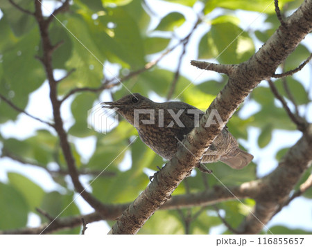 桜の枝の上にとまって頻りに鳴くイソヒヨドリ(メスの磯鵯のクローズアップ) 桜の枝の上にとまって頻りに鳴くイソヒヨドリ(メスの磯鵯のクローズアップ) 116855657