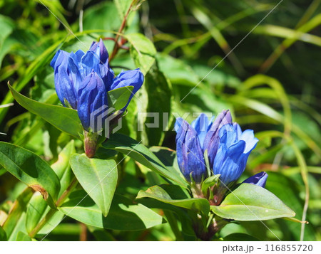 安達太良山のリンドウ 116855720