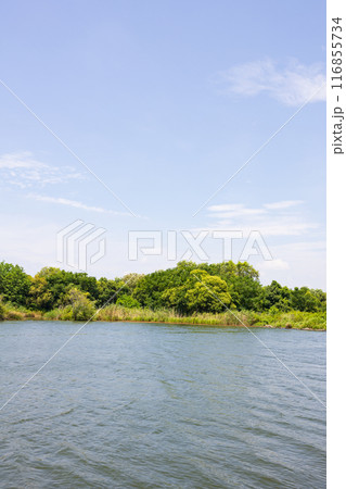 大阪の淀川、城北ワンドの風景 116855734