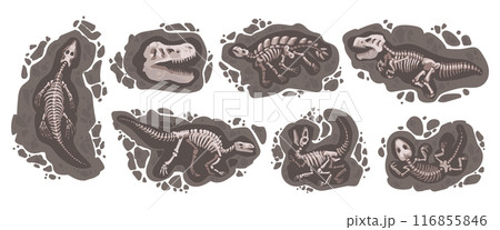 Dig dinosaur. Archeology stone. Dino skeleton. Cartoon education about animal. Earth digging. Tyrannosaurus skull. Ground excavation. Geology research. Old rock. Vector paleontological elements set 116855846