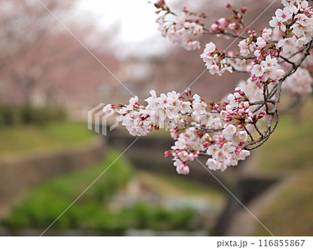 水無瀬川の桜の花 水無瀬川の桜の花 116855867