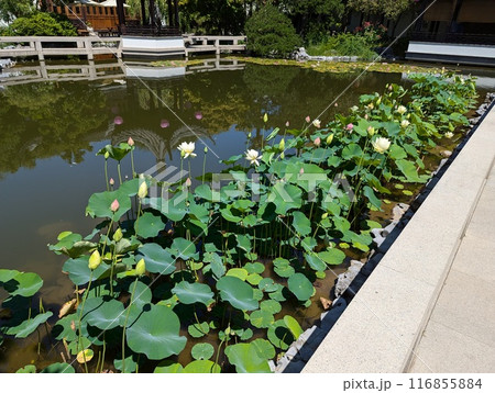 Portland, Oregon, USA - 07.10.2024: Famous Lan Su Chinese Garden Portland Classical Chinese Garden, Garden of Awakening Orchids. Portland, Oregon, USA - 07.10.2024: Famous Lan Su Chinese Garden Portland Classical Chinese Garden, Garden of Awakening Orchids. 116855884