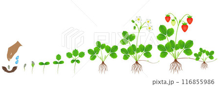 Cycle of growth of a strawberry plant on a white background. Cycle of growth of a strawberry plant on a white background. 116855986
