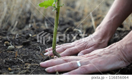 Female hands of farmer planting green sprout in the ground at summer season. Arms of agronomist caring for small seedling during drought. Concept of agricultural business. Close up Slow motion Female hands of farmer planting green sprout in the ground at summer season. Arms of agronomist caring for small seedling during drought. Concept of agricultural business. Close up Slow motion 116856064