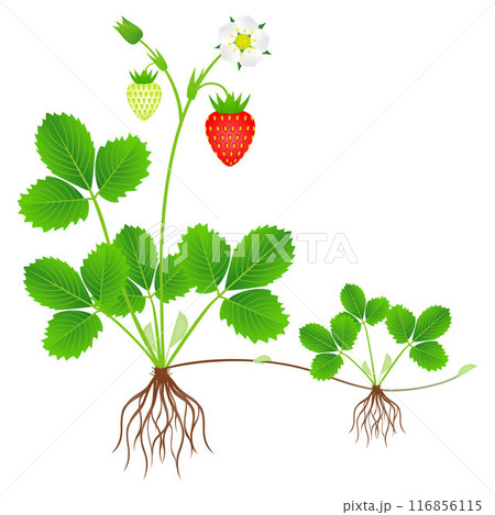 Strawberry plant with roots, flowers, fruits and daughter plant. 116856115