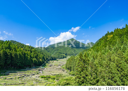 新城市にある植えたばかりの四谷の千枚田(愛知県) 新城市にある植えたばかりの四谷の千枚田(愛知県) 116856178