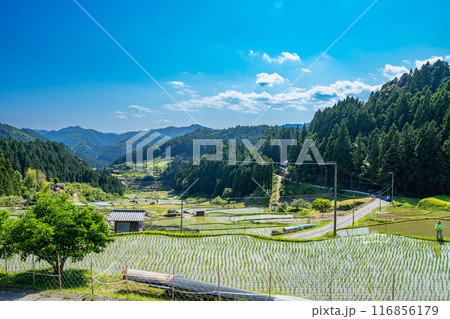 新城市にある植えたばかりの四谷の千枚田(愛知県) 新城市にある植えたばかりの四谷の千枚田(愛知県) 116856179