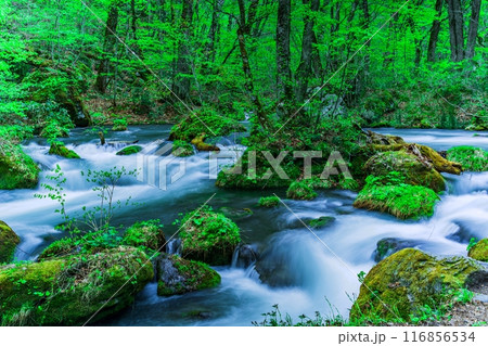 新緑の奥入瀬渓流　阿修羅の流れ 116856534