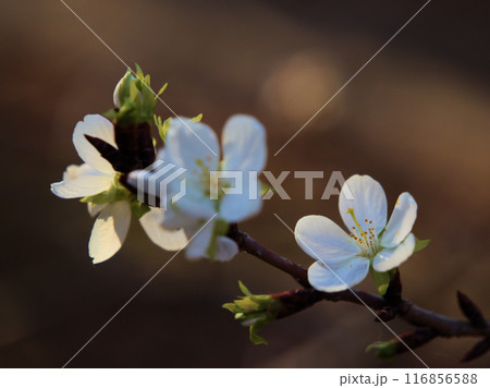 11月に咲いた桜「越の冬桜（コシノフユザクラ）」 116856588