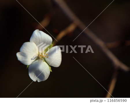 11月に咲いた桜「越の冬桜（コシノフユザクラ）」 116856590