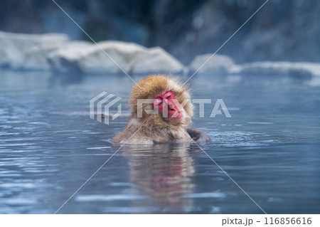 Snow monkey (Japanese Macaque) in a hot water, Nagano, Japan 116856616