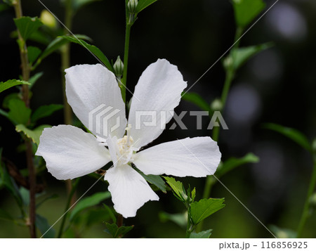 美しい純白のムクゲ 116856925