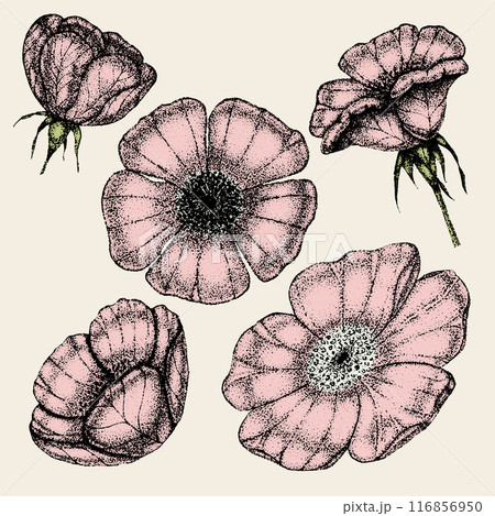 Collection of vintage flowers, leaves and berries of wild rose. Rose hip hand drawn, sketches, pointillism style. Collection of vintage flowers, leaves and berries of wild rose. Rose hip hand drawn, sketches, pointillism style. 116856950