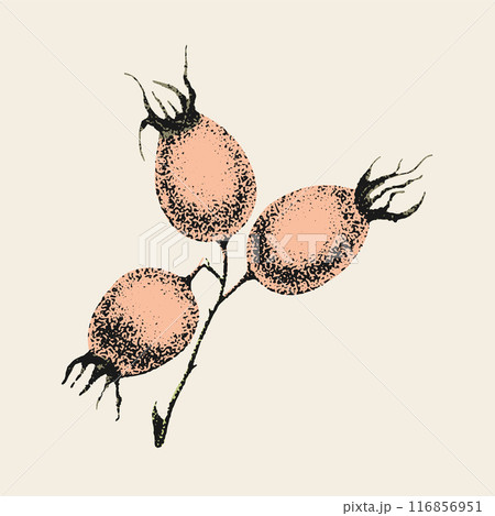Wild rose flowers drawing and sketch with pointillism on white backgrounds. Vintage illustration of branch with rosehip fruits. 116856951