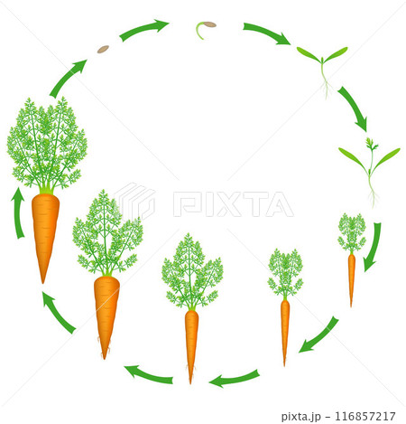 Growth stage of carrot is isolated on a white background. 116857217