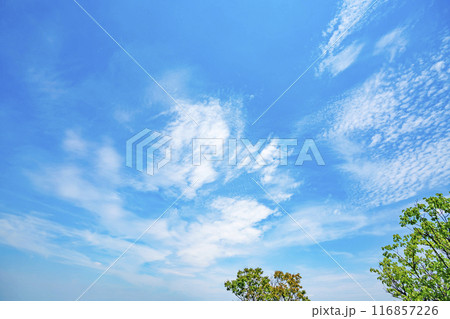 夏の雲と木立 夏の雲と木立 116857226