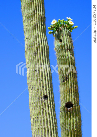 Old Blooming Saguaro Cactus Sonora desert Arizona 116857234